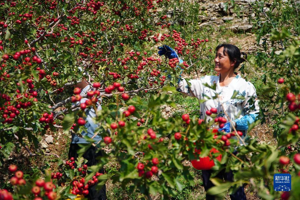 ag自助投注